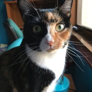 Meet your Posher, Lisa